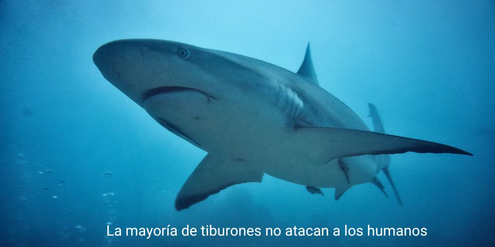 los tiburones no atacan a los humanos