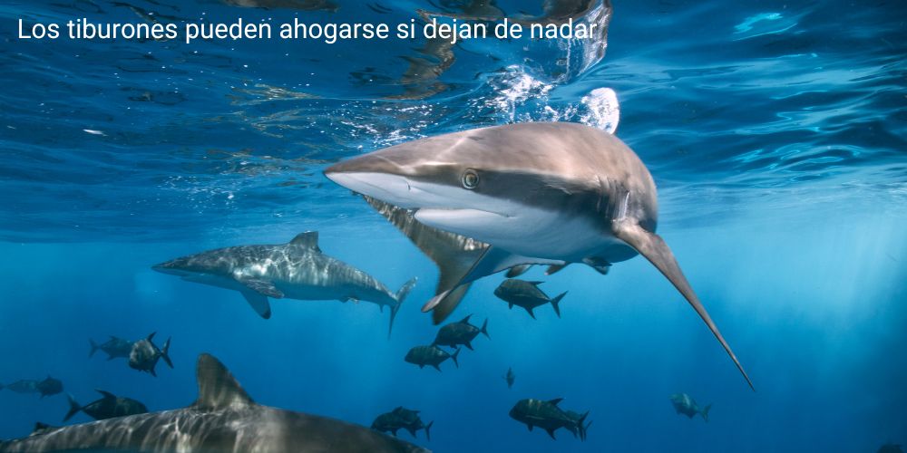 los tiburones pueden ahogarse