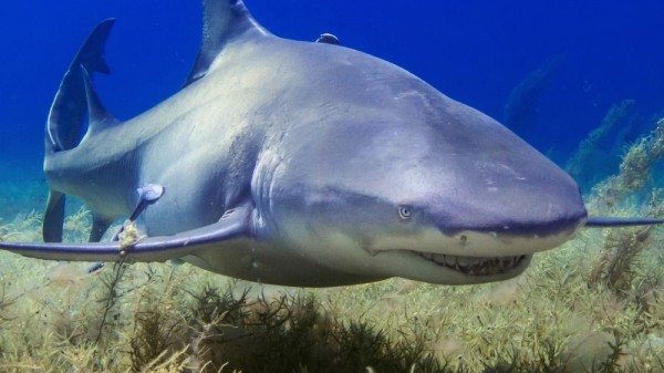 17 datos curiosos sobre los tiburones que te sorprenderán