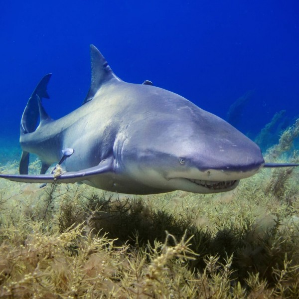 17 datos curiosos sobre los tiburones que te sorprenderán