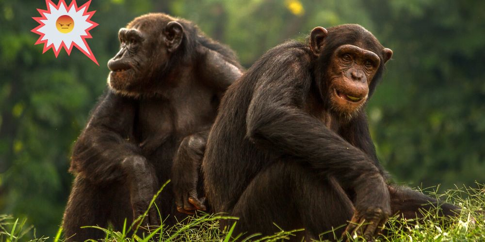 como se comunican los chimpancés