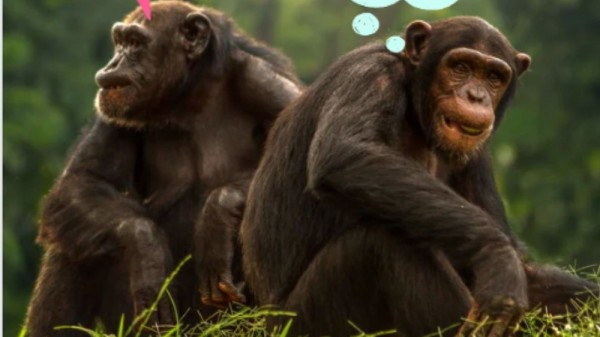 ¿Cómo se comunican los animales? 9 ejemplos de comunicación animal