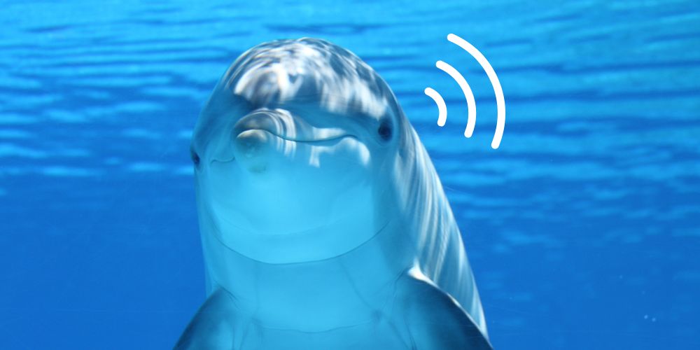 los delfines usan la geolocalización