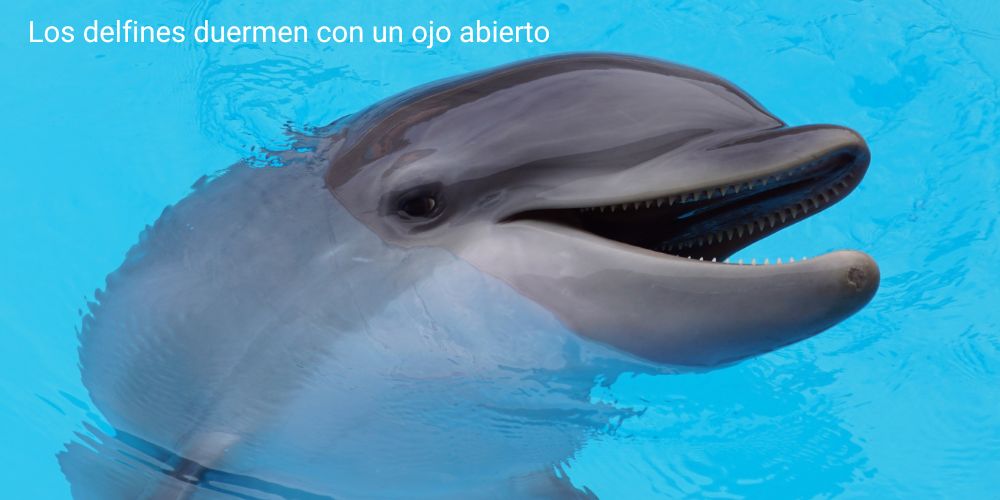 curiosidades de los delfines
