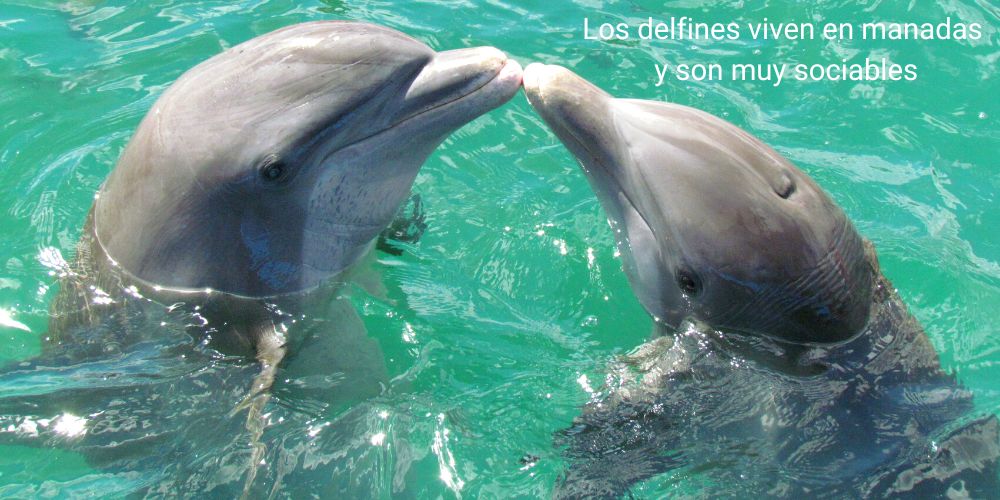 los delfines son muy sociables