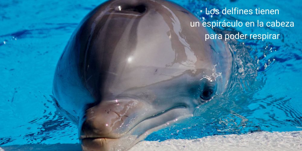 Datos curiosos de los delfines