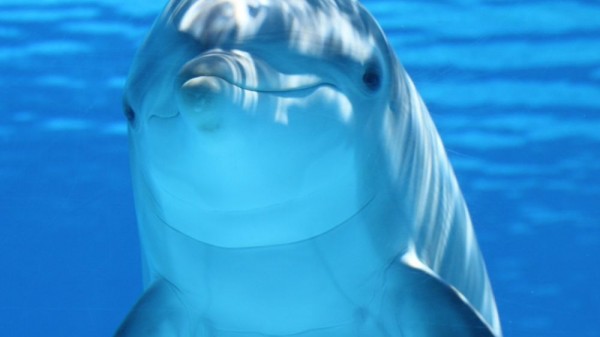 20 curiosidades sobre los delfines que no imaginabas