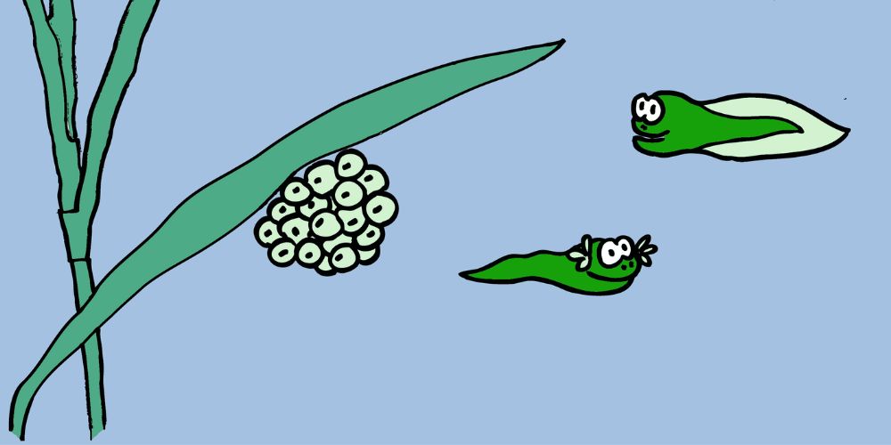 de renacuajo a rana, evolución
