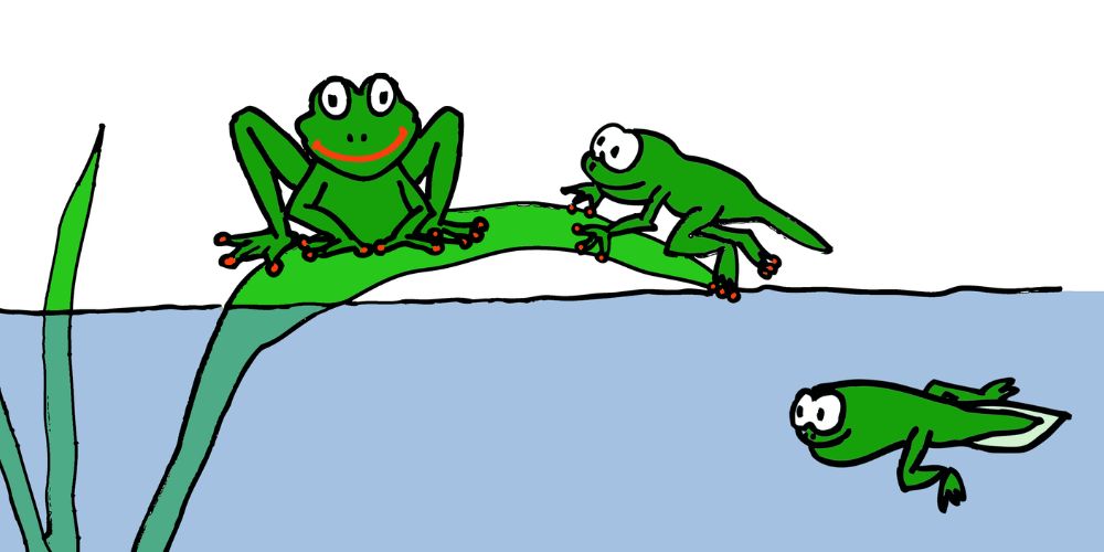 de renacuajo a rana, metamorfosis