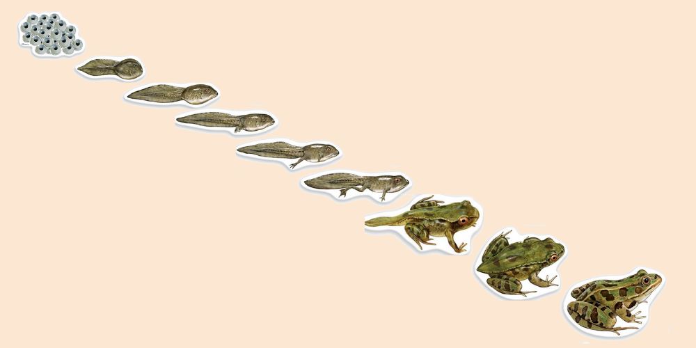 paso de renacuajo a rana