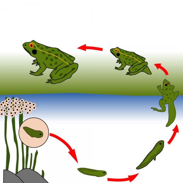La transformación de renacuajo a rana: ¿cómo se produce la evolución?