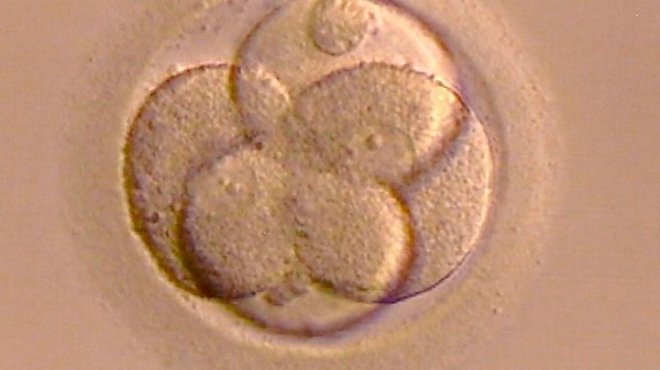 Cuántos óvulos tiene una mujer. Cantidad de óvulos que tienes según tu edad