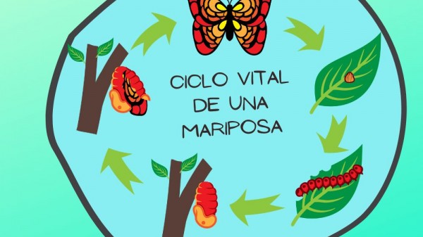 Ciclo vital de una mariposa para niños: ¿cómo es su metamorfosis?