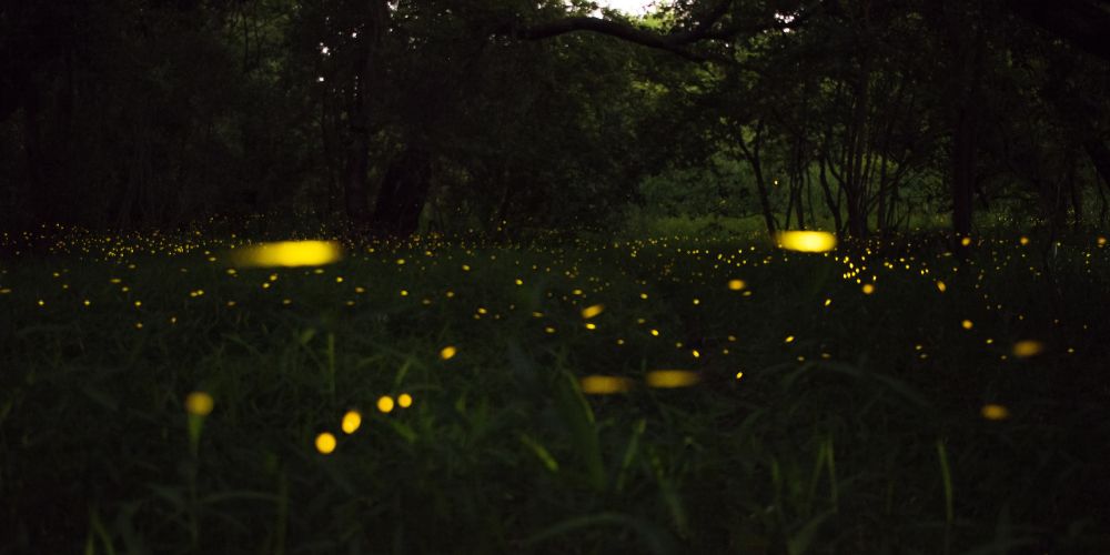 luciérnagas luciendo en la noche
