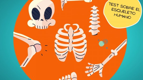 Test sobre el esqueleto humano: ¿cuánto sabes?