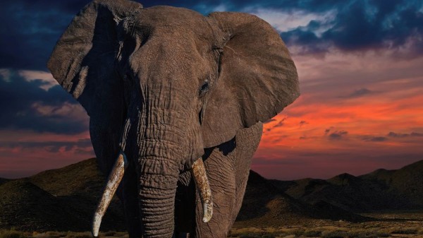 12 curiosidades sobre los elefantes que te sorprenderán