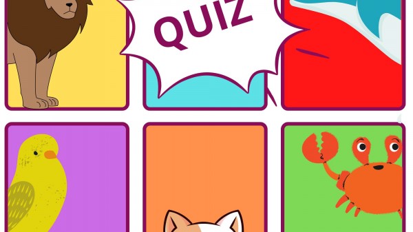 Divertido test: ¿qué animal eres?