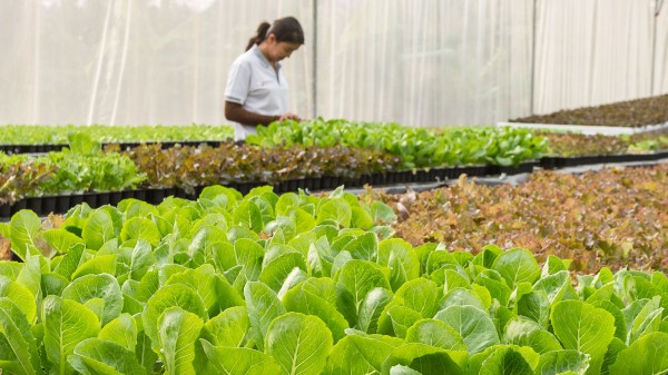 Qué es la hidroponía o cómo  cultivar sin tierra