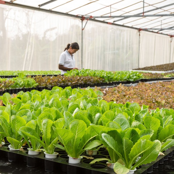 Qué es la hidroponía o cómo  cultivar sin tierra