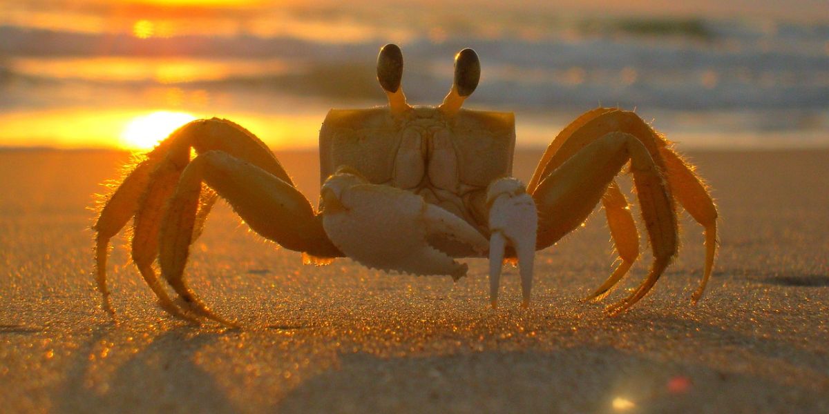 islas infestadas de animales