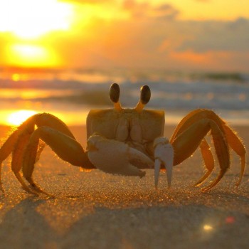 8 islas infestadas de animales: lugares sorprendentes y Ffascinantes