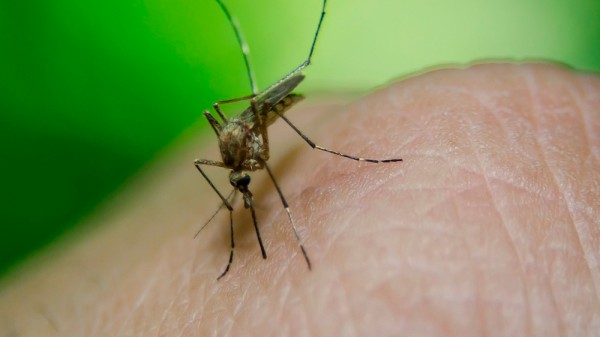 Por qué todavía hay mosquitos en otoño