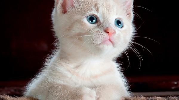 Cómo calcular la edad humana de tu gato
