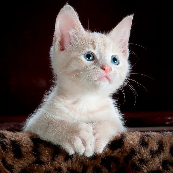 Cómo calcular la edad humana de tu gato