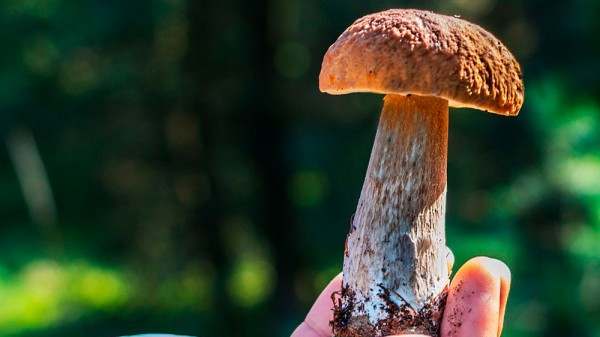 Cómo diferenciar las setas venenosas de las comestibles
