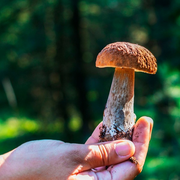 Cómo diferenciar las setas venenosas de las comestibles