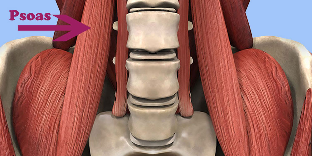 qué es el músculo psoas