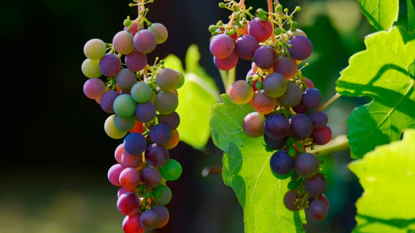 Cuántas calorías tienen las uvas según su color