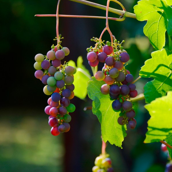 Cuántas calorías tienen las uvas según su color