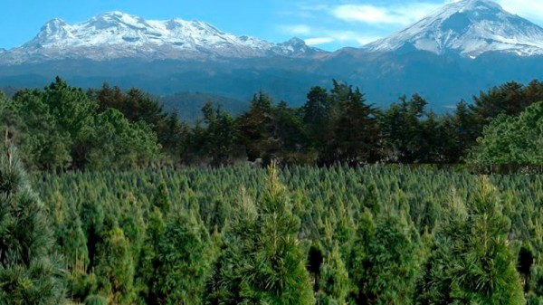 Qué es el bosque de los árboles de Navidad. La plantación de abetos navideños más grande del mundo