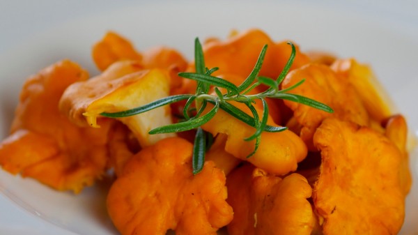 Cómo cocinar níscalos. 3 recetas de níscalos fáciles y deliciosas