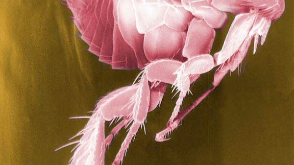 Cómo reconocer una picadura de pulga y qué hacer