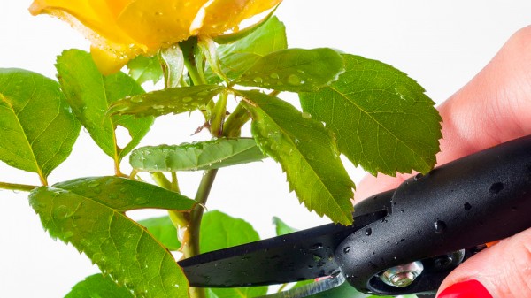 Por qué se deben podar las plantas