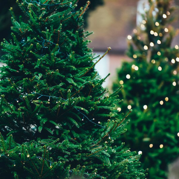 Cuándo se pone el árbol de Navidad