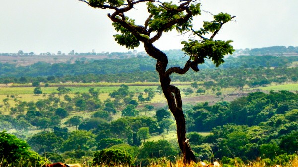 Qué es un bioma y cuántos existen en el mundo