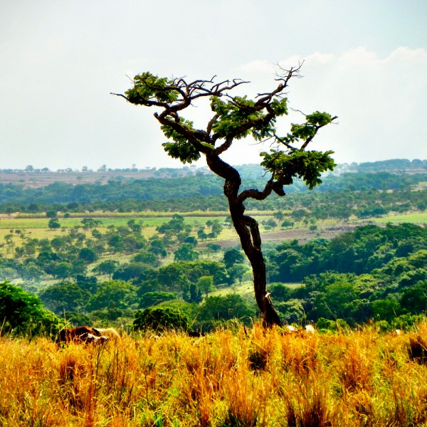 Qué es un bioma y cuántos existen en el mundo
