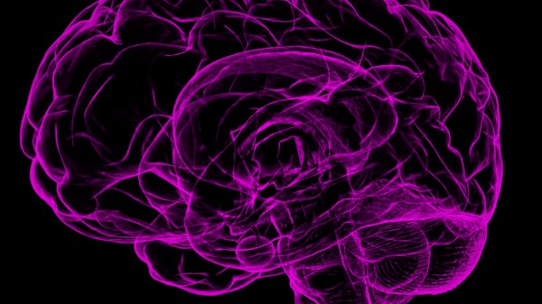 Cuál es el animal con el cerebro más grande de la Tierra